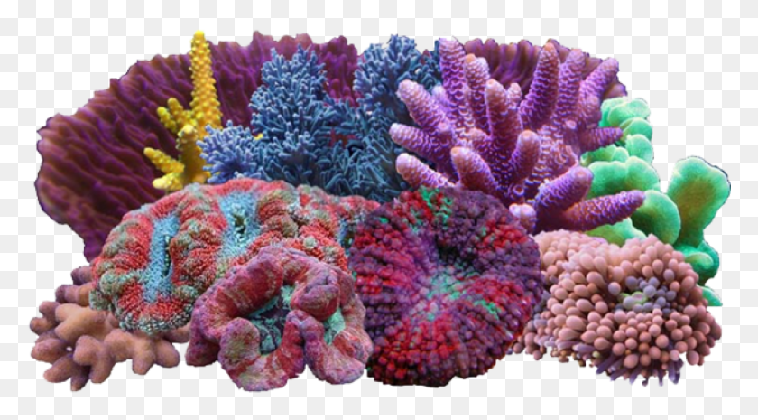 843x438 Free Corals Image With Transparent Background Soft Corals, Sea, Outdoors, Water HD PNG Download