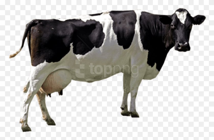 839x530 Imágenes De La Vaca Imágenes De Fondo Vaca, Ganado, Mamífero, Animal Hd Png Descargar