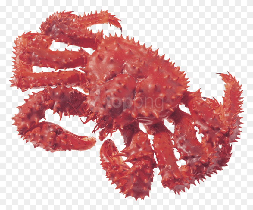 850x695 Free Crab Images Background Images Fruto Do Mar Com Espinhos, Seafood, Food, Sea Life HD PNG Download