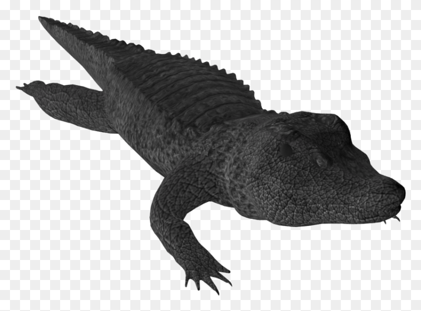 829x598 Free Crocodile Clipart Small Alligator Nile Crocodile, Reptile, Animal, Dinosaur HD PNG Download