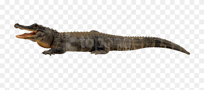727x309 Free Crocodile From Side Lying On Ground Elephant Stomping A Gator, Lizard, Reptile, Animal HD PNG Download