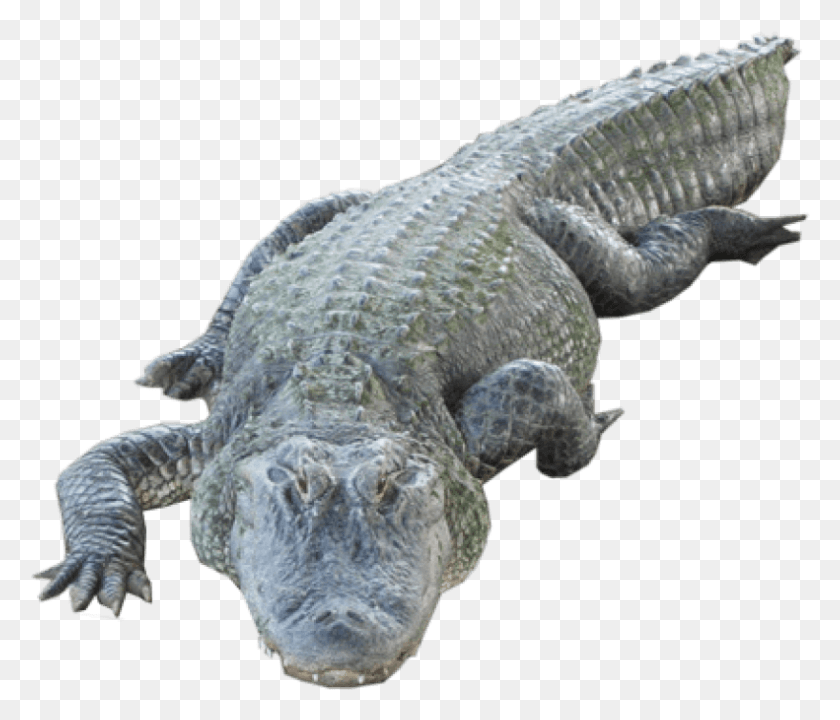 791x670 Free Crocodile Images Background Crocodile, Reptile, Animal, Alligator HD PNG Download