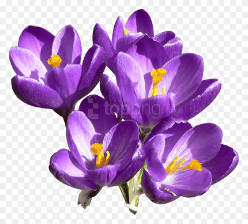 850x761 Free Crocus High Quality Images Crocus, Plant, Flower, Blossom HD PNG Download