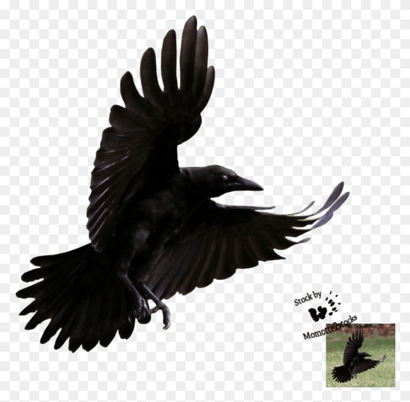 850x832 Png Ворона Летит На Прозрачном Фоне, Птица, Животное, Черный Дрозд Png Скачать