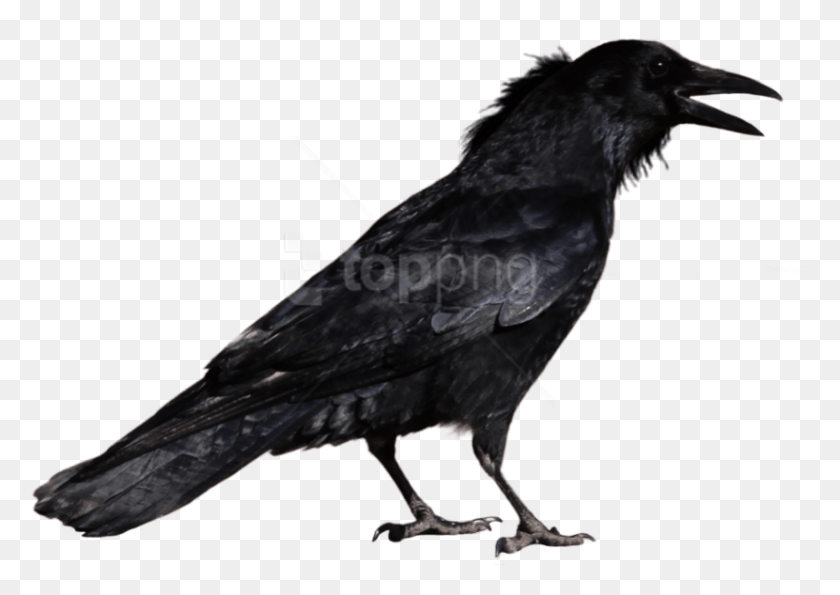 830x570 Free Crow Images Background Images Crow, Bird, Animal, Blackbird HD PNG Download