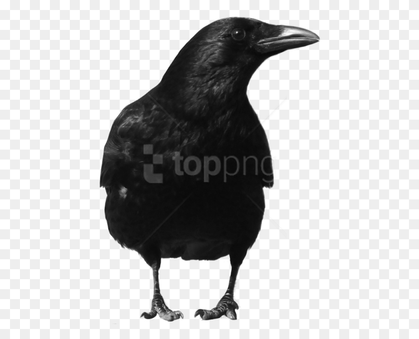 446x620 Free Crow Images Background Images Crow, Bird, Animal, Blackbird HD PNG Download