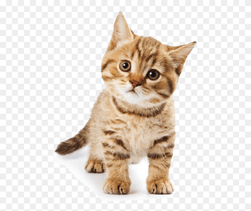 478x645 Free Cute Cat Images Background Singular Plural Cat Cats, Manx, Pet, Mammal HD PNG Download