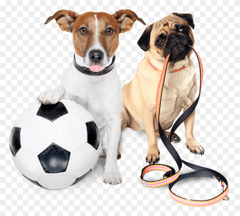 838x749 Free Cute Dog Holding Leash Images Dog, Soccer Ball, Ball, Soccer HD PNG Download