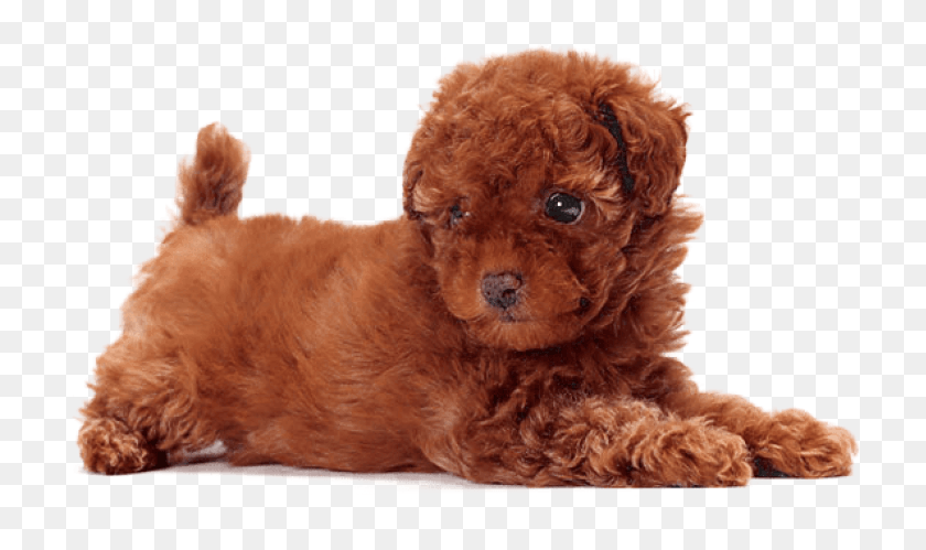 726x439 Free Cute Dogs That Dont Shed Images Cute Dogs That Dont Shed, Pet, Animal, Canine HD PNG Download