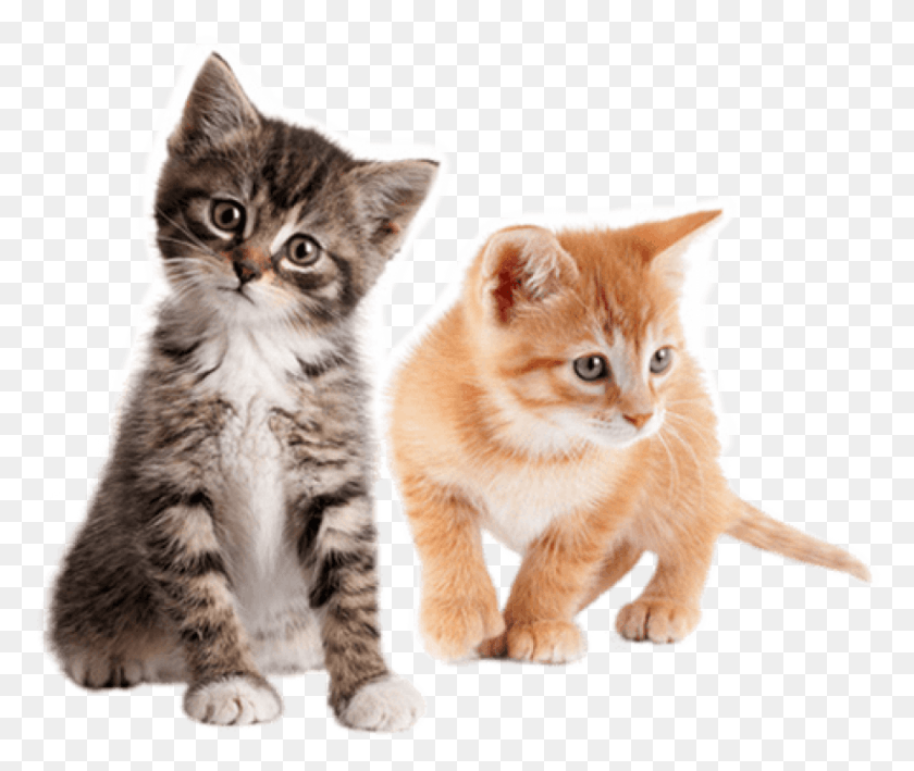 819x682 Free Cute Kittens Free S Images Transparent Transparent Kittens, Kitten, Cat, Pet HD PNG Download
