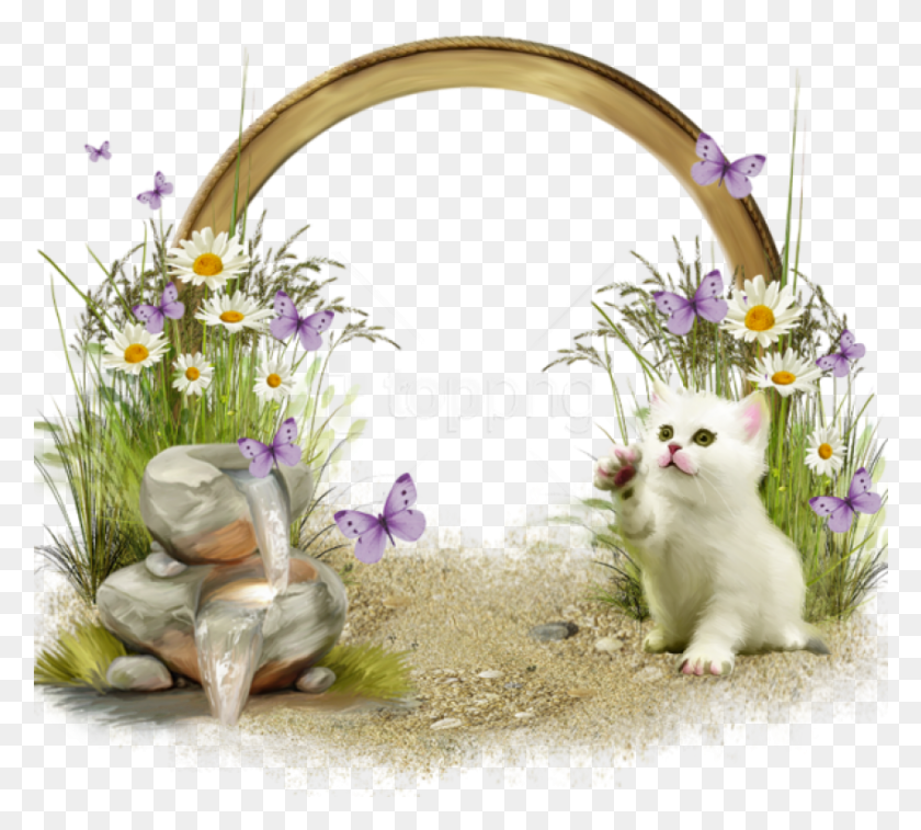 851x761 Free Cute Transparent Frame With White Kitten Background Kitten Frame, Plant, Flower, Blossom HD PNG Download