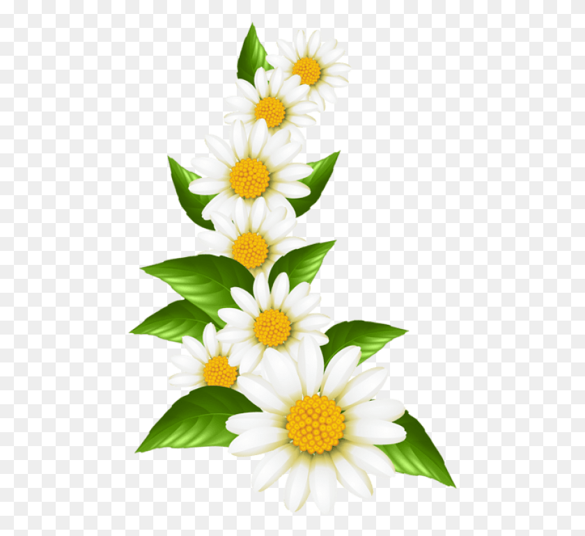 475x709 Free Daisies Decoration Transparent Clipart Transparent Daisy, Plant, Flower, Blossom HD PNG Download