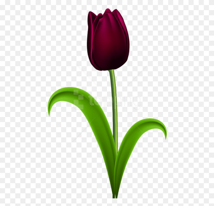 472x750 Png Темный Красный Тюльпан Прозрачные Изображения Переносимая Сетевая Графика, Растение, Цветок, Цветение Hd Png