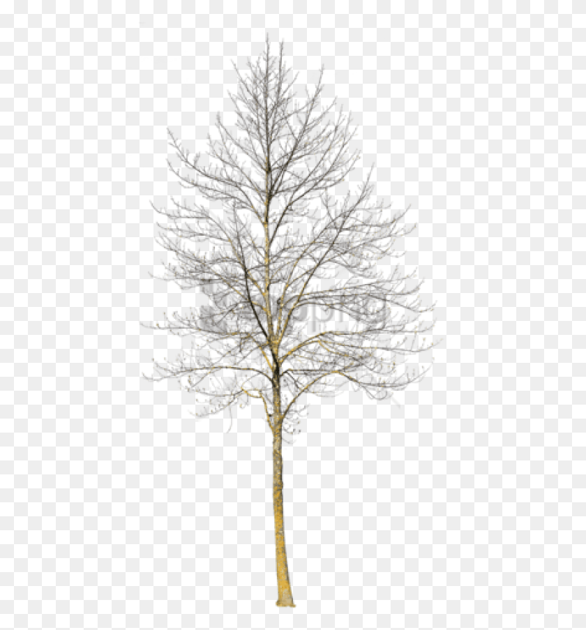 480x843 Free Deciduous Trees In Winter Images Winter Tree Cut Out, Plant, Conifer, Christmas Tree HD PNG Download