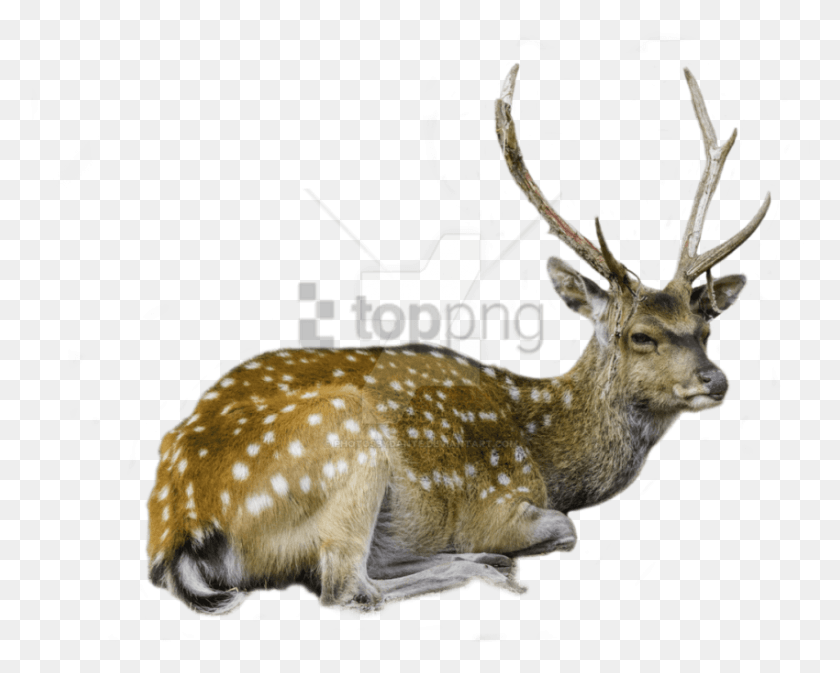 850x669 Free Deer Image With Transparent Background Fallow Deer Funny, Antelope, Wildlife, Mammal HD PNG Download