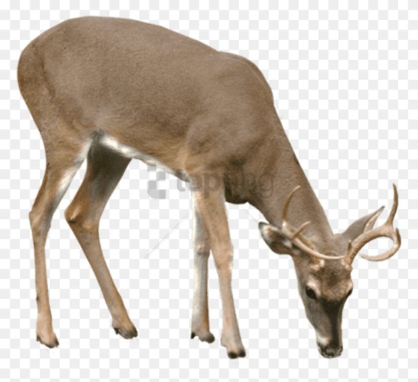 822x746 Free Deer Image With Transparent Background Portable Network Graphics, Antelope, Wildlife, Mammal HD PNG Download