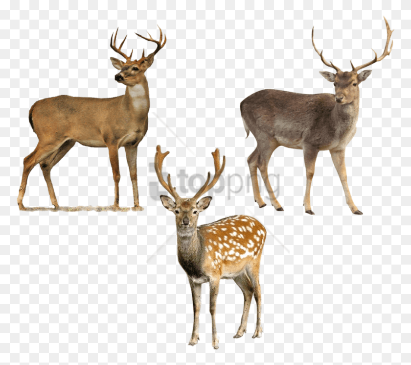 775x685 Free Deer Image With Transparent Background White Tailed Deer Transparent Background, Antelope, Wildlife, Mammal HD PNG Download