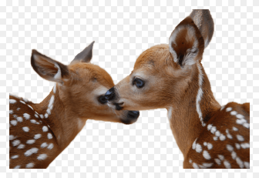 850x565 Free Deer Images Background Images Transparent Fawn, Dog, Pet, Canine HD PNG Download