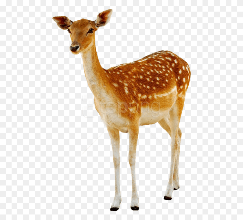 480x699 Free Deer Images Transparent Deer, Antelope, Wildlife, Mammal HD PNG Download