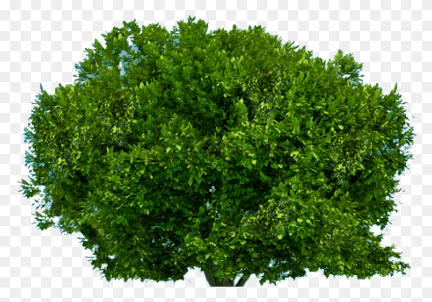 850x576 Free Derevo Sverhu Image With Transparent Background Pohon Tampak Atas, Bush, Vegetation, Plant HD PNG Download