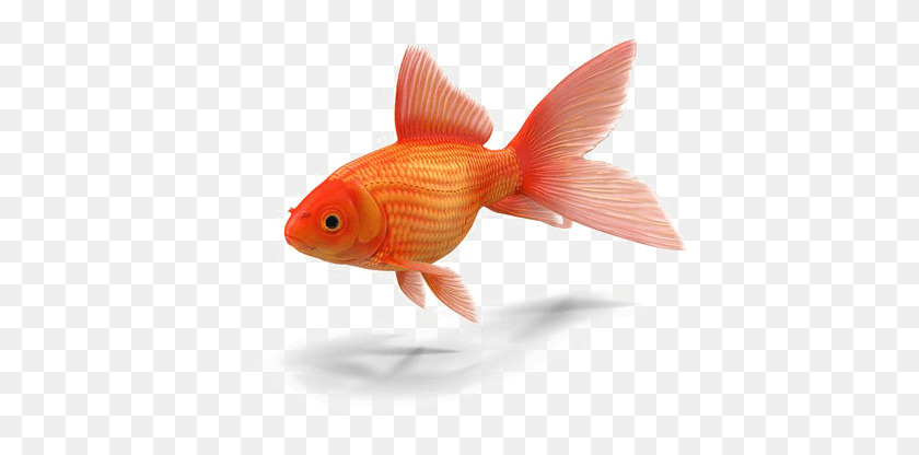 433x356 Free Dlpng Transparent Background Goldfish Transparent, Fish, Animal HD PNG Download