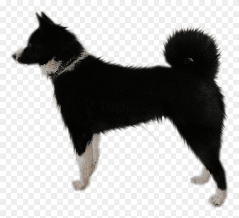 850x771 Perro Png