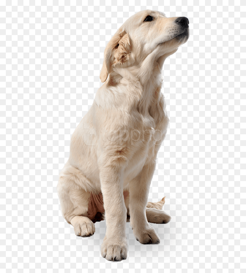460x875 Free Dog Images Background Images Dog For Photoshop, Pet, Canine, Animal HD PNG Download