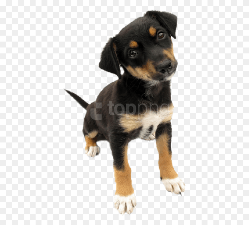 423x698 Free Dog Images Background Images Puppy With A Transparent Background, Pet, Canine, Animal HD PNG Download