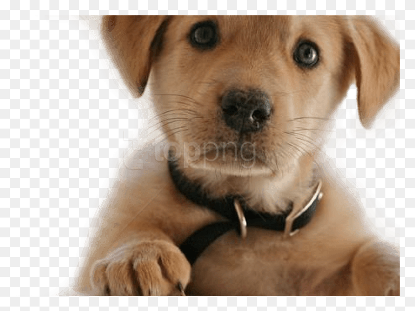 778x569 Perro, Mascota, Canino, Animal Hd Png Descargar Png