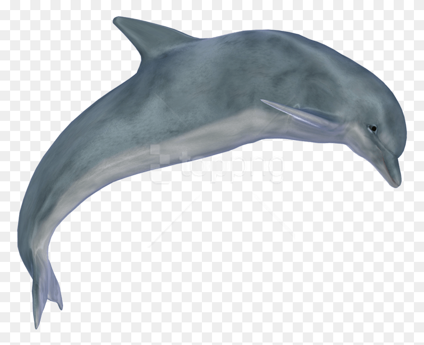 775x625 Бесплатные Изображения Дельфинов Фон Дельфин Gif, Млекопитающее, Морская Жизнь, Животное Hd Png Скачать