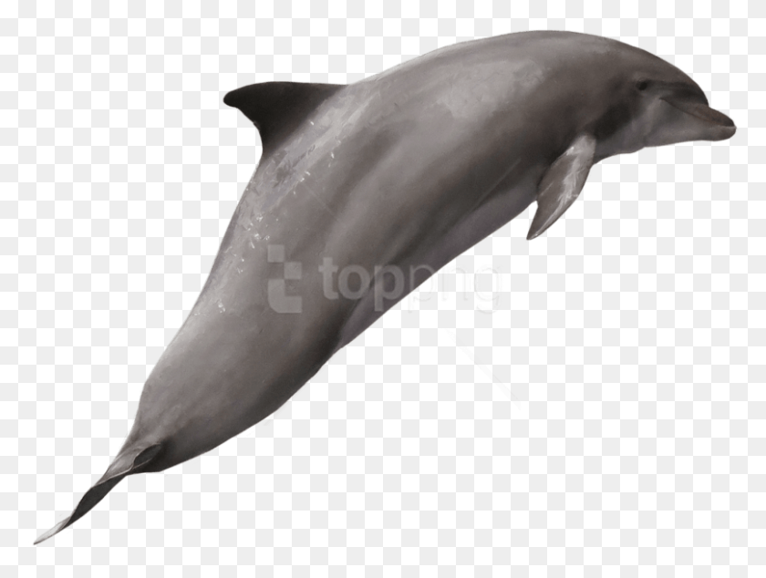 807x594 Бесплатные Изображения Дельфинов Прозрачные Изображения Дельфинов С Прозрачным Фоном, Морская Жизнь, Животные, Млекопитающие Png Скачать
