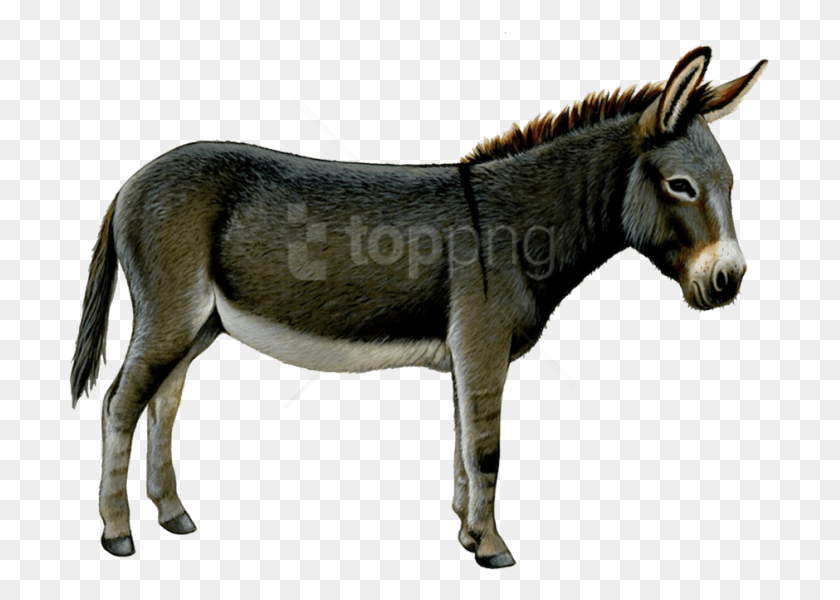 703x540 Free Donkey Images Background Donkey No Background, Mammal, Animal, Horse HD PNG Download