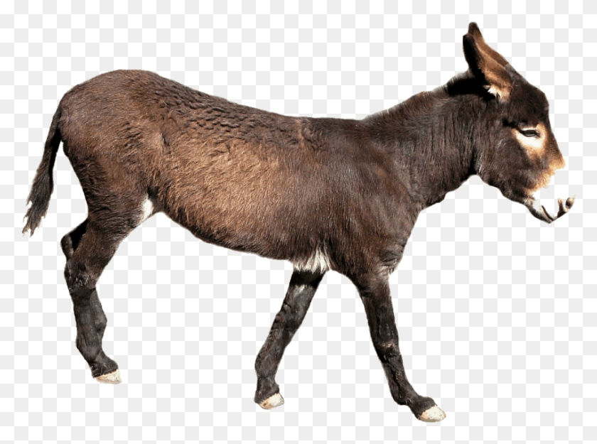 850x616 Free Donkey Images Background Donkey With No Background, Mammal, Animal, Antelope HD PNG Download