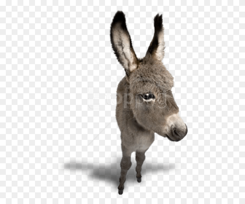 448x640 Free Donkey Images Transparent Transparent Background Donkey, Mammal, Animal HD PNG Download