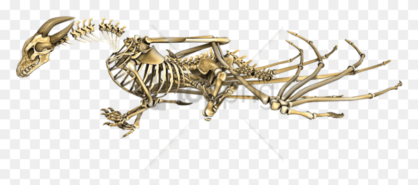 821x329 Free Dragon Horned Skeleton Image With Transparent Transparent Skyrim Dragon Skeleton, Insect, Invertebrate, Animal HD PNG Download
