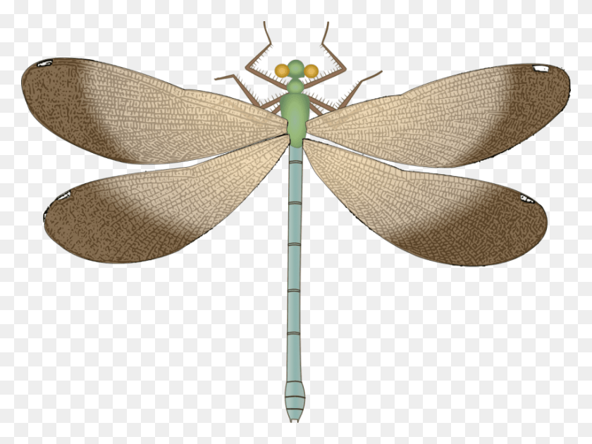 850x622 Free Dragonfly Clipart Photo Images Dragonfly, Insect, Invertebrate, Animal HD PNG Download