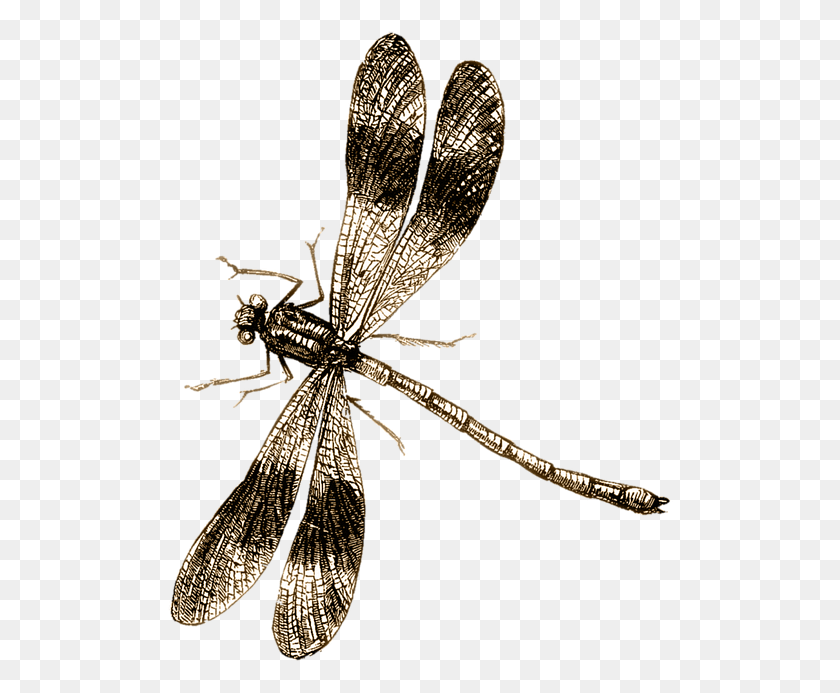 506x633 Free Dragonfly Transparent Background, Insect, Invertebrate, Animal HD PNG Download