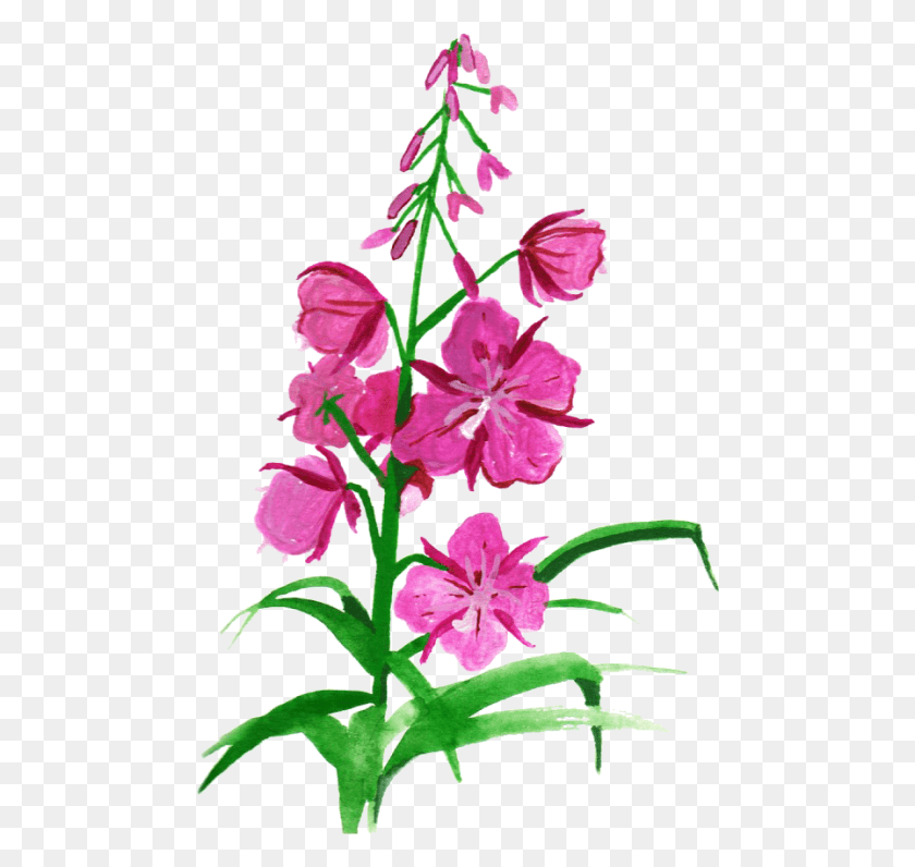 480x736 Free Drawing Fireweed Images Background Watercolor Fireweed, Plant, Flower, Blossom HD PNG Download