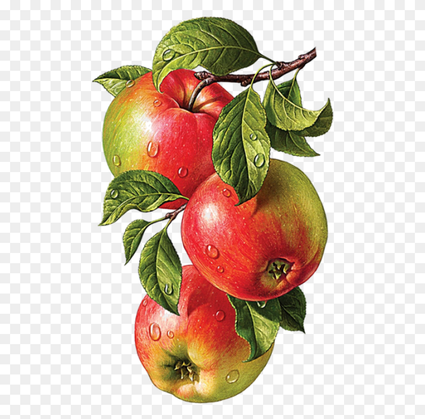 480x768 Free Drawing Pencil Colour Fruits Color Pencil Drawing Fruit, Plant, Food, Apple HD PNG Download