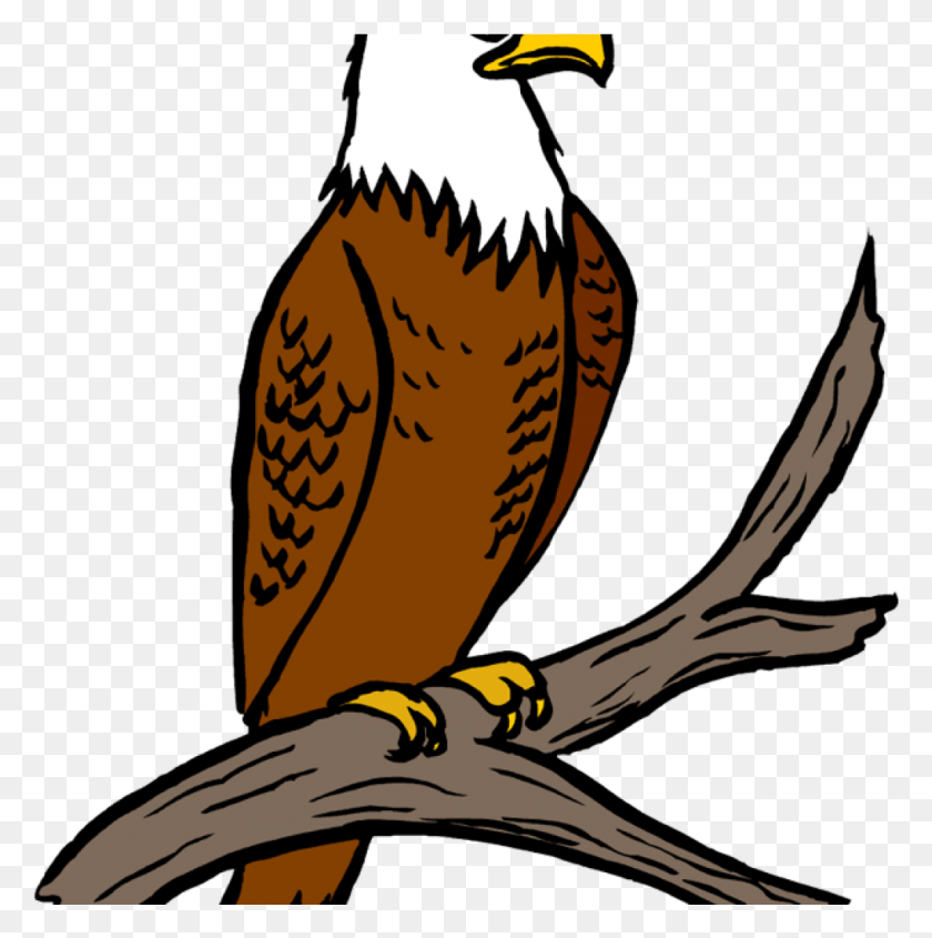 1018x1025 Free Eagle Clipart Eagle Feather Clipart Eagle Clipart, Bird, Animal, Bald Eagle HD PNG Download
