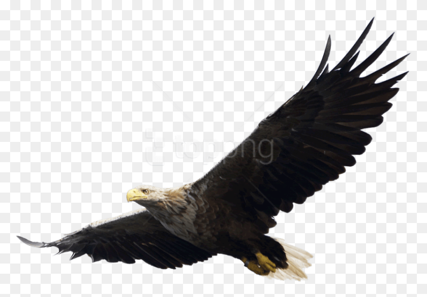 834x563 Бесплатные Изображения Орла Фоновые Изображения Орел, Птица, Животное, Полет Hd Png Скачать
