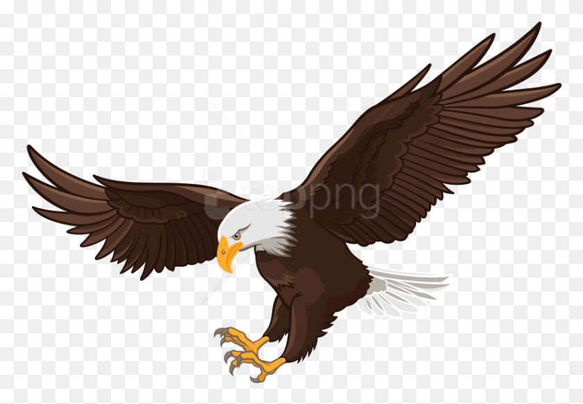 825x553 Free Eagle Images Transparent Bald Eagle Flying Clipart, Bird, Animal, Beak HD PNG Download
