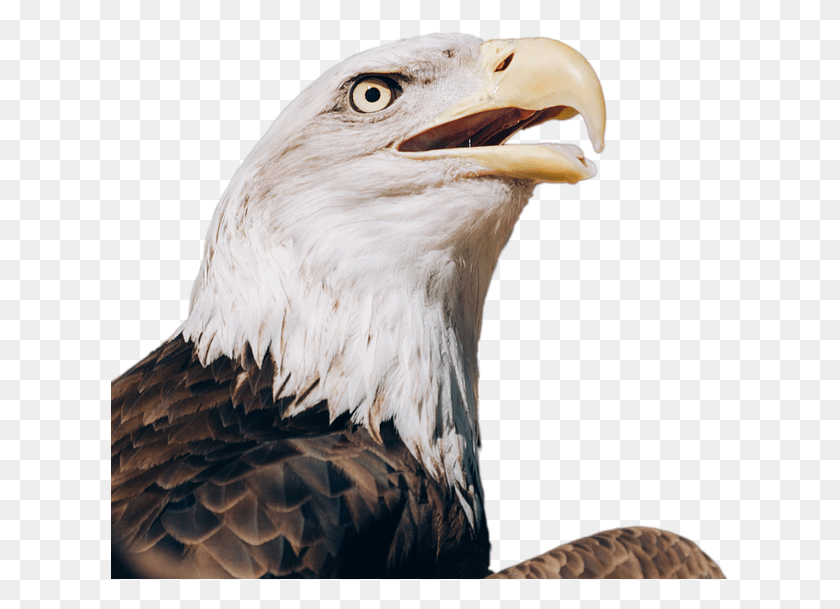 620x549 Free Eagle Transparent Images Transparent Eagle, Bird, Animal, Bald Eagle HD PNG Download