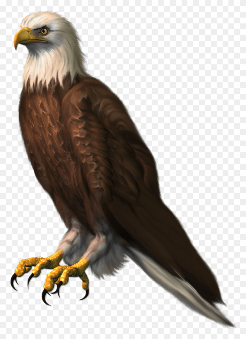 890x1253 Free Eagle Transparentpicture Images Eagle For Picsart, Bird, Animal, Bald Eagle HD PNG Download