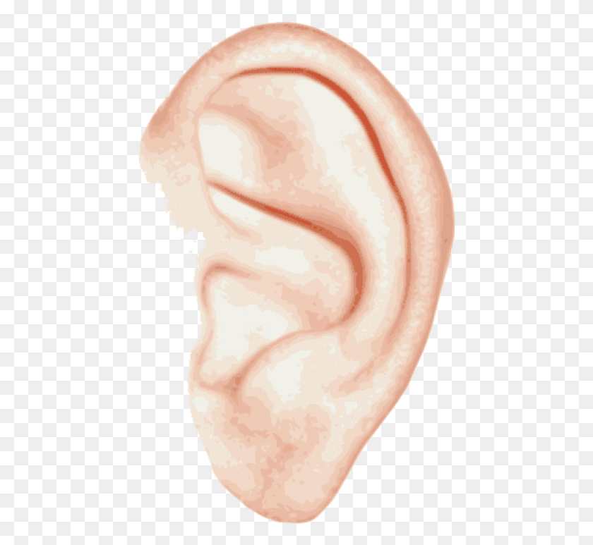 452x713 Free Ear Single Images Background Left Ear Descargar Hd Png