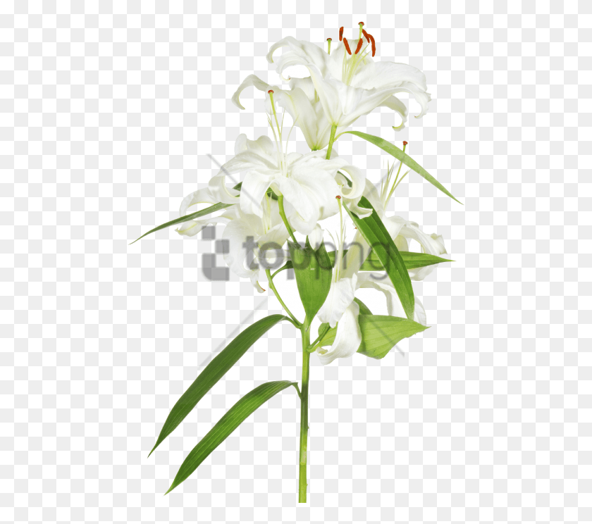 480x684 Free Easter Cross With Lilies Transparent Image Easter Lilies With Transparent Background, Plant, Flower, Blossom HD PNG Download