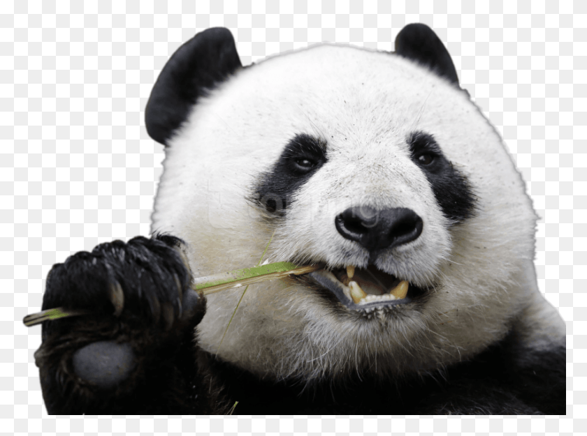 851x617 Free Eating Panda Images Background Panda Transparent, Giant Panda, Bear, Wildlife HD PNG Download