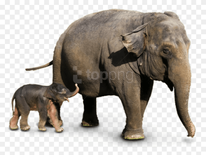 850x626 Free Elephant Images Background Asian Elephant, Wildlife, Mammal, Animal HD PNG Download