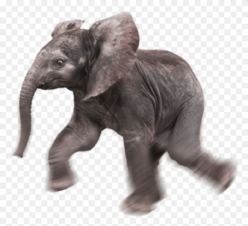 850x771 Free Elephant Images Background Baby Elephant Transparent Background, Wildlife, Mammal, Animal HD PNG Download