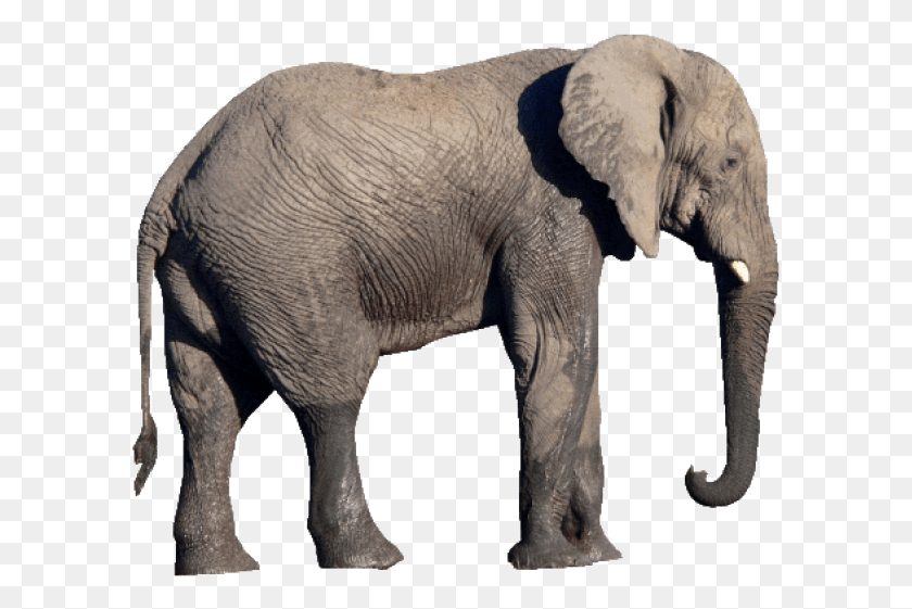 597x501 Бесплатные Изображения Слона Фон Слон, Дикая Природа, Млекопитающее, Животное Hd Png Скачать